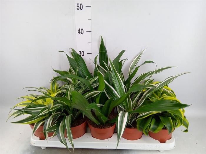<h4>Dracaena   ...mix</h4>
