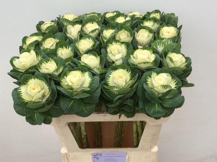 <h4>BRASS WHITE CRANE</h4>