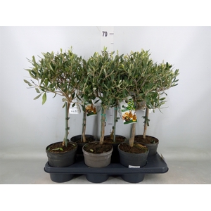 Olea europaea