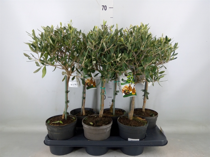 <h4>Olea europaea</h4>
