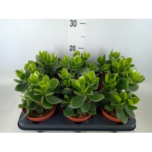 Crassula  'Magical Tree'