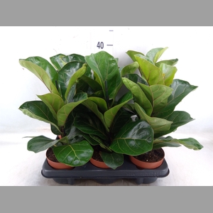 Ficus lyrata 'Bambino'