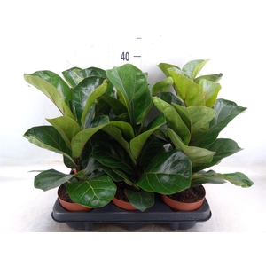 Ficus lyrata 'Bambino'
