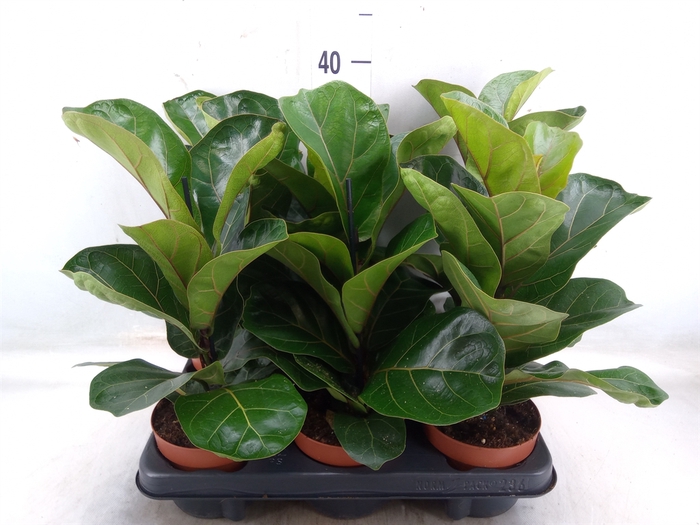 <h4>Ficus lyrata 'Bambino'</h4>