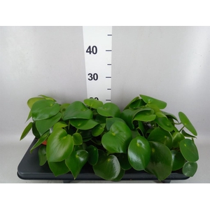 Peperomia polybotrya 'Raindrop'