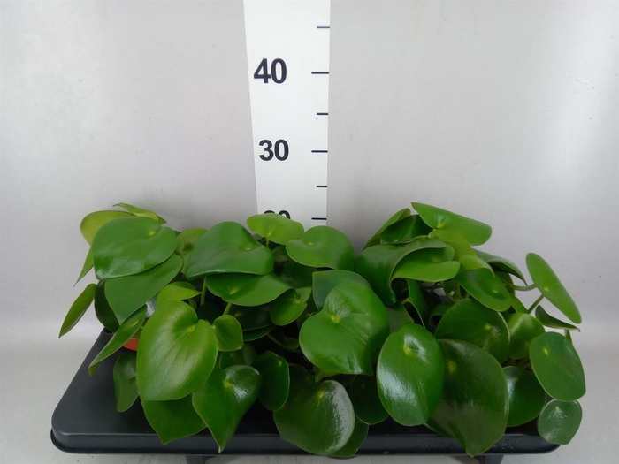 <h4>Peperomia polybotrya 'Raindrop'</h4>