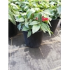 Salvia overig