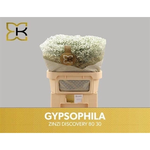 GYPS PA ZI DISCOVERY