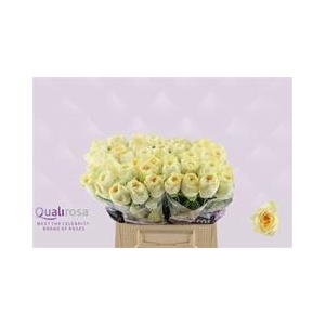 R GR BUTTERCUP