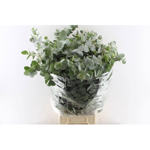 EUC CINEREA PER BOS