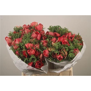 Anemone Levante Rosso