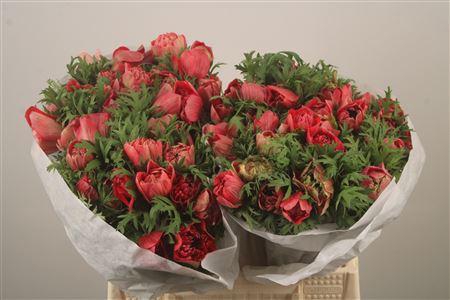 <h4>Anemone Levante Rosso</h4>