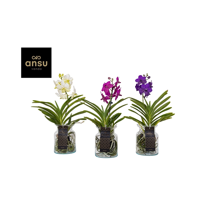 <h4>Vanda Bose Colour mix</h4>