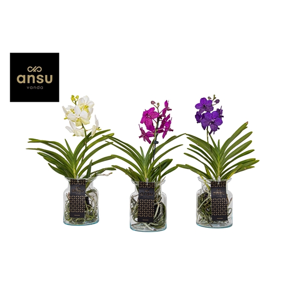 <h4>Vanda Bose Colour mix</h4>