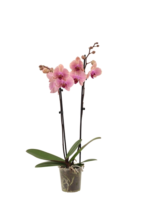 <h4>Phal Tropic Wonderland 2T16+</h4>