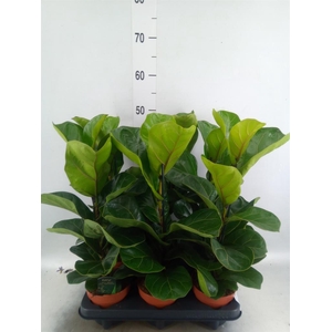 Ficus lyrata 'Bambino'