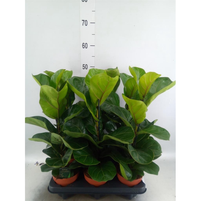 <h4>Ficus lyrata 'Bambino'</h4>