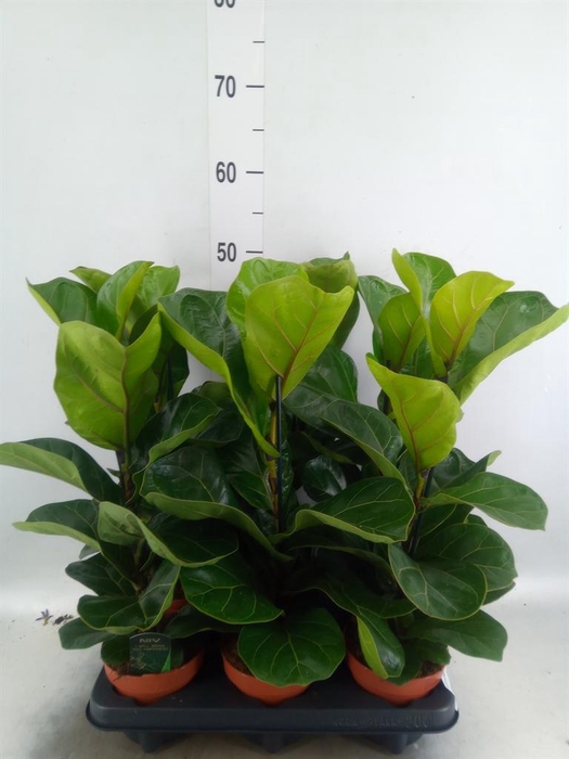 <h4>Ficus lyrata 'Bambino'</h4>