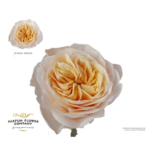 Rosa Garden Kings Cross