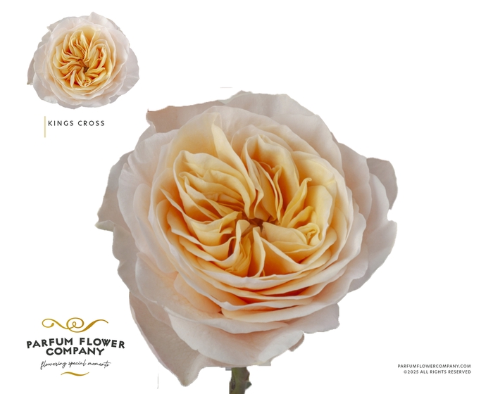 <h4>Rosa Garden Kings Cross</h4>