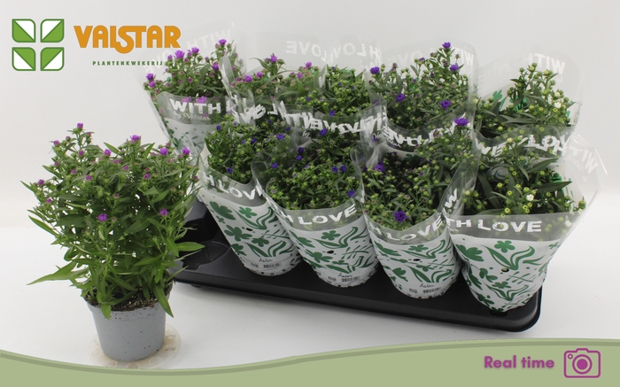 <h4>ASTE STARL GEM</h4>