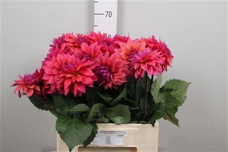 <h4>Dahl Feline Yvonne</h4>