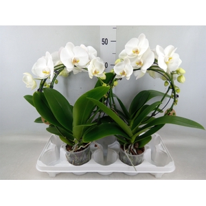 Phalaenopsis   ...