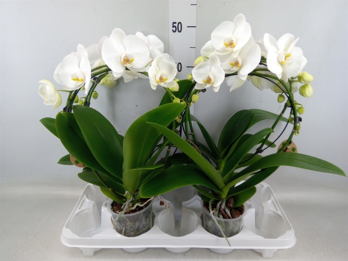 <h4>Phalaenopsis   ...</h4>