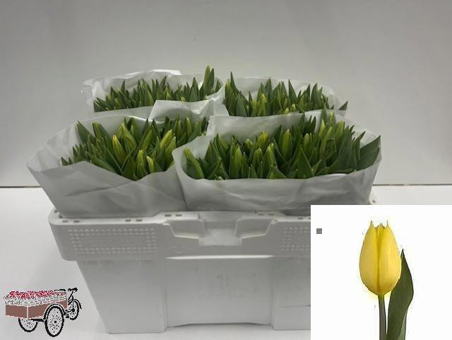 <h4>TU EN STRONG GOLD</h4>