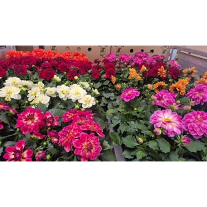 DAHLIA MIXK 5 KL