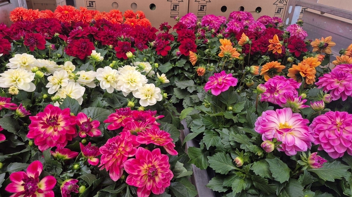 <h4>DAHLIA MIXK 5 KL</h4>