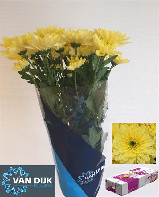 CHR T BALTICA YELLOW