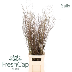 Salix