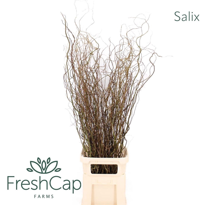 <h4>Salix</h4>