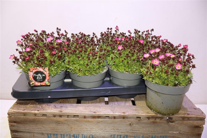 <h4>Saxif Arendsii</h4>