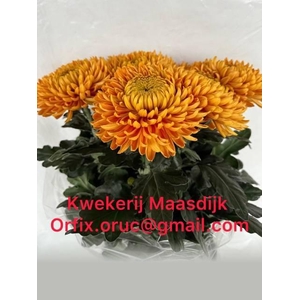 CHR G ROSS DA ORANGE