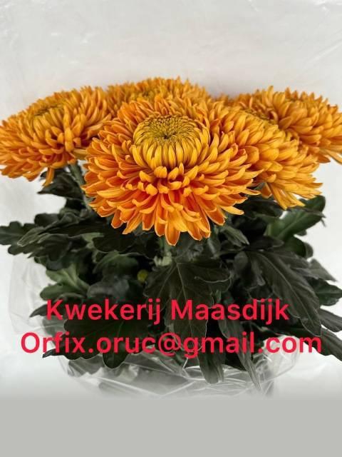 <h4>CHR G ROSS DA ORANGE</h4>