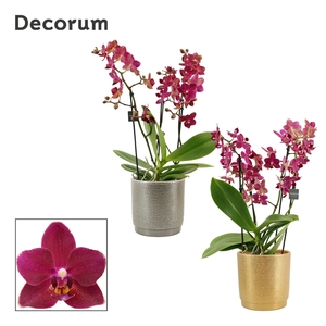 Phalaenopsis dazzling Devil 3-4 tak in Gabriël (Deco-collection)