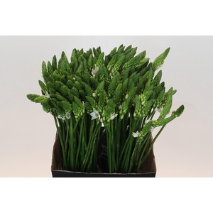 Ornithogalum Mount Fuji