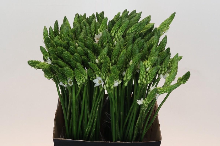 <h4>Ornithogalum Mount Fuji</h4>