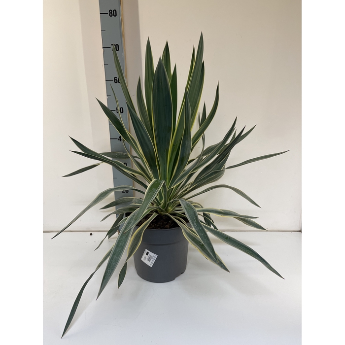 <h4>Yucca gloriosa</h4>