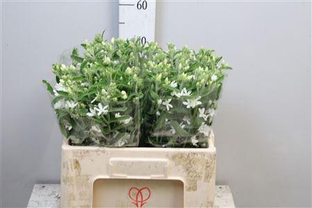 <h4>Oxy Co Alba</h4>