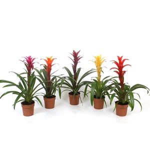 Guzmania gemengd