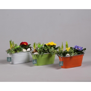 Schaal zink ovaal Voorjaar met Arrangement verschillende kleuren