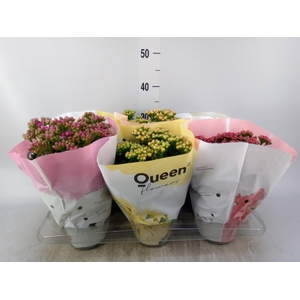 Kalanchoe blos.   ..rosebud mix GR