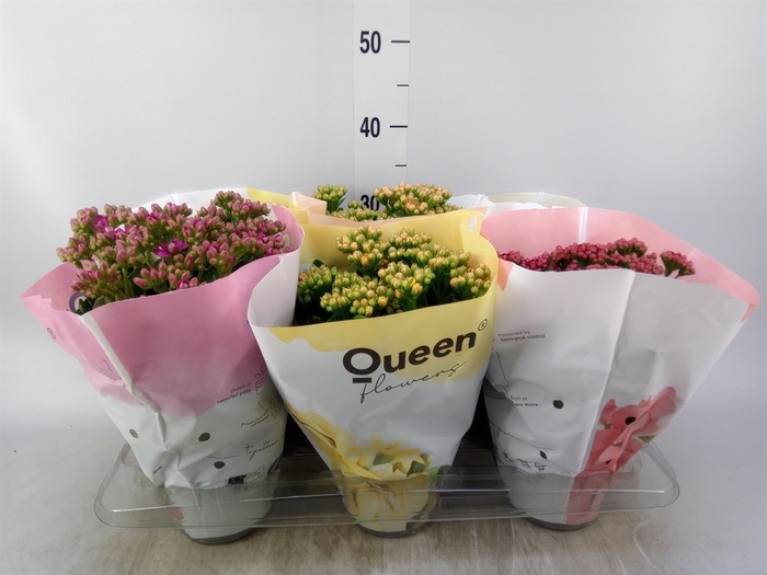 <h4>Kalanchoe blos.   ..rosebud mix GR</h4>