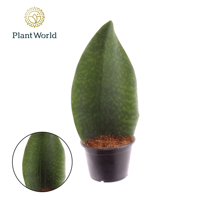 <h4>Sansevieria ‘Masoniana’ Whale Fin</h4>