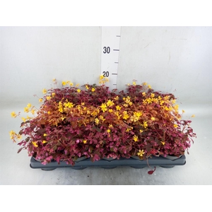 Oxalis   ...mix