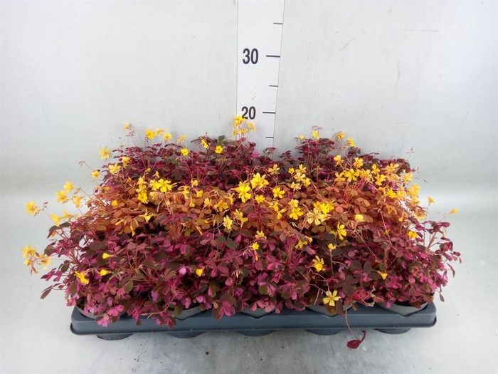 <h4>Oxalis   ...mix</h4>