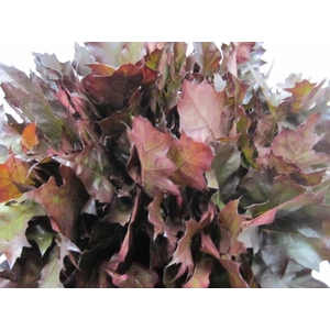 Quer Rubra Aubergine L 60